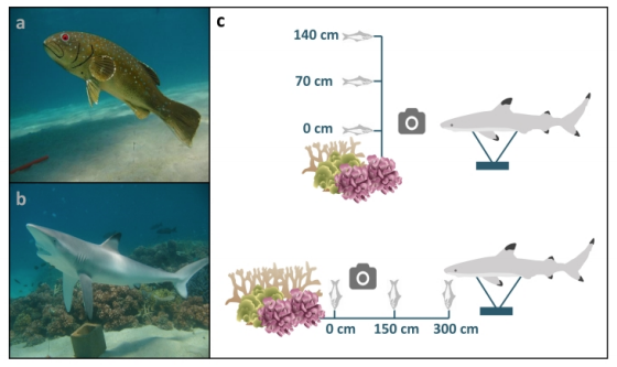 Oikos_Journal's tweet photo. Accepted: Lester et al: The hemisphere of fear – the presence of sharks influences the three dimensional behaviour of large mesopredators in a coral reef ecosystem
https://t.co/lObrBACSgJ
@wileyecology @NordicOikos @EmilyKateLester #PredatorPreyInteractions https://t.co/6VF9yLneDD