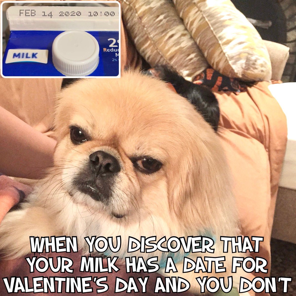 PekeTales's tweet photo. Huck says “ba humbug” is not just for Christmastime.
#SeriouslyNow
#CupidIsStupid #AntiValentinesDay #Pekingese #funnydog #funny #caption #barkpost #memes https://t.co/daVFP4T48E