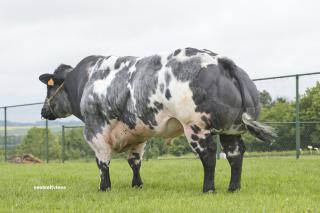 Prestige Beef tweet media