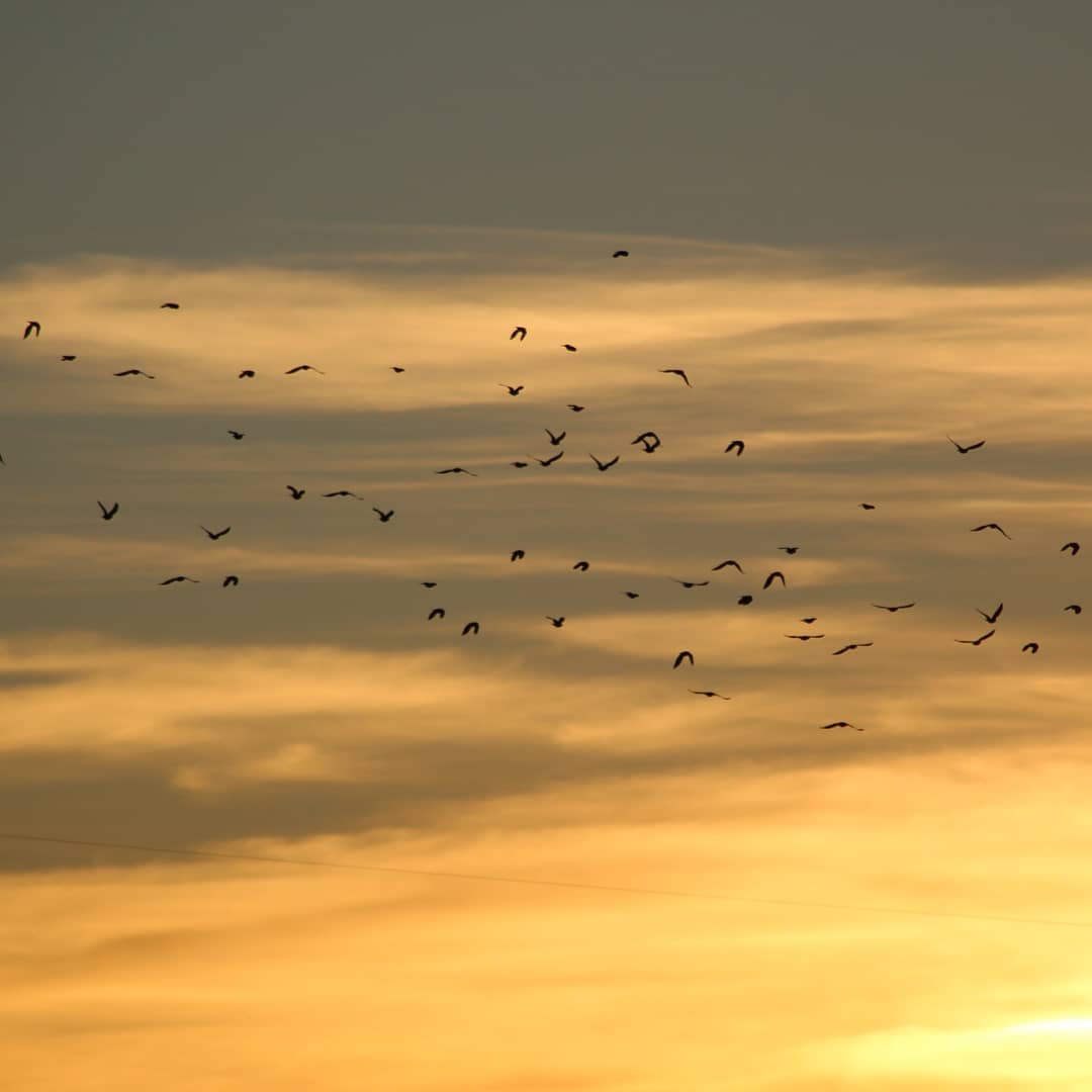 WalisonSL's tweet image. Freedom