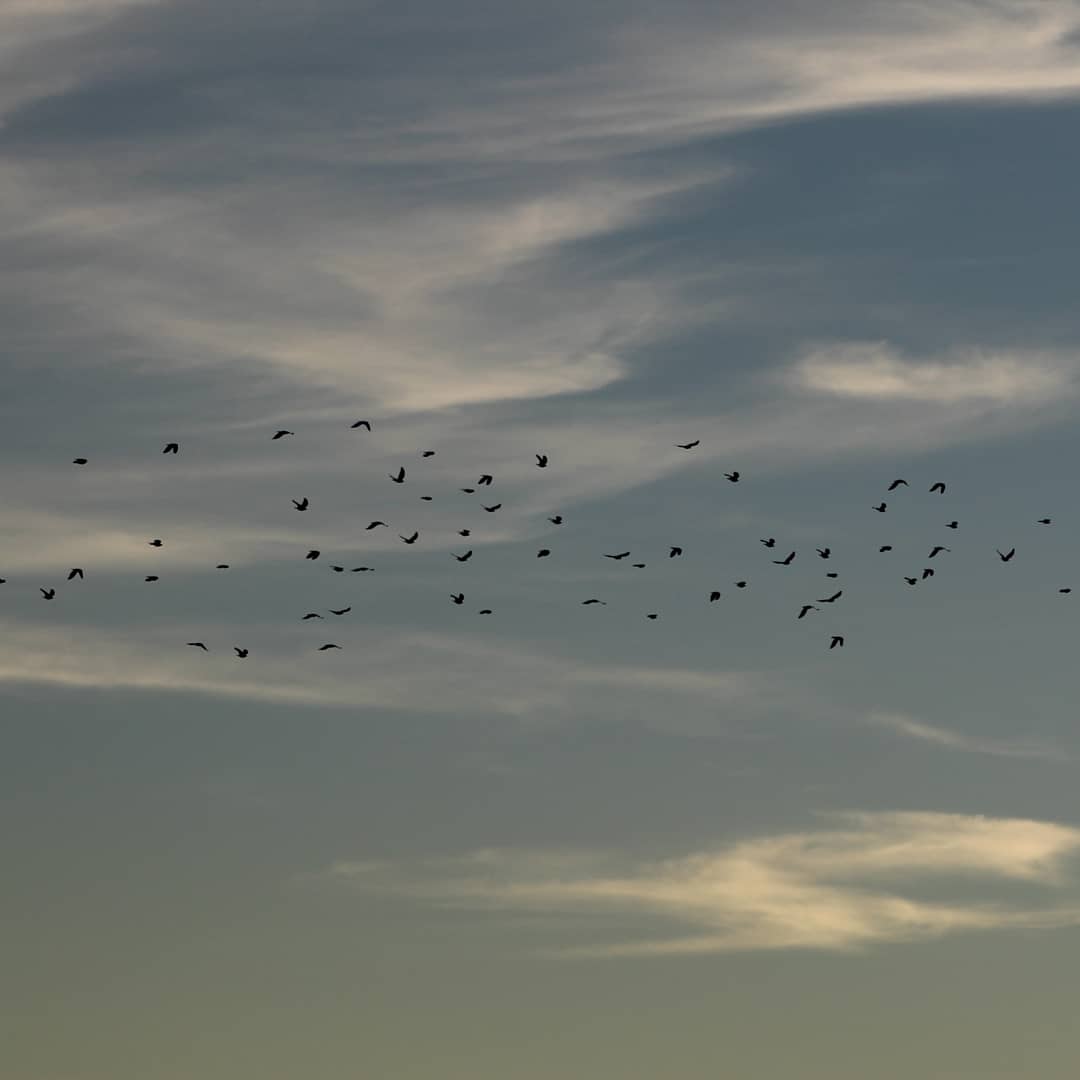 WalisonSL's tweet image. Freedom