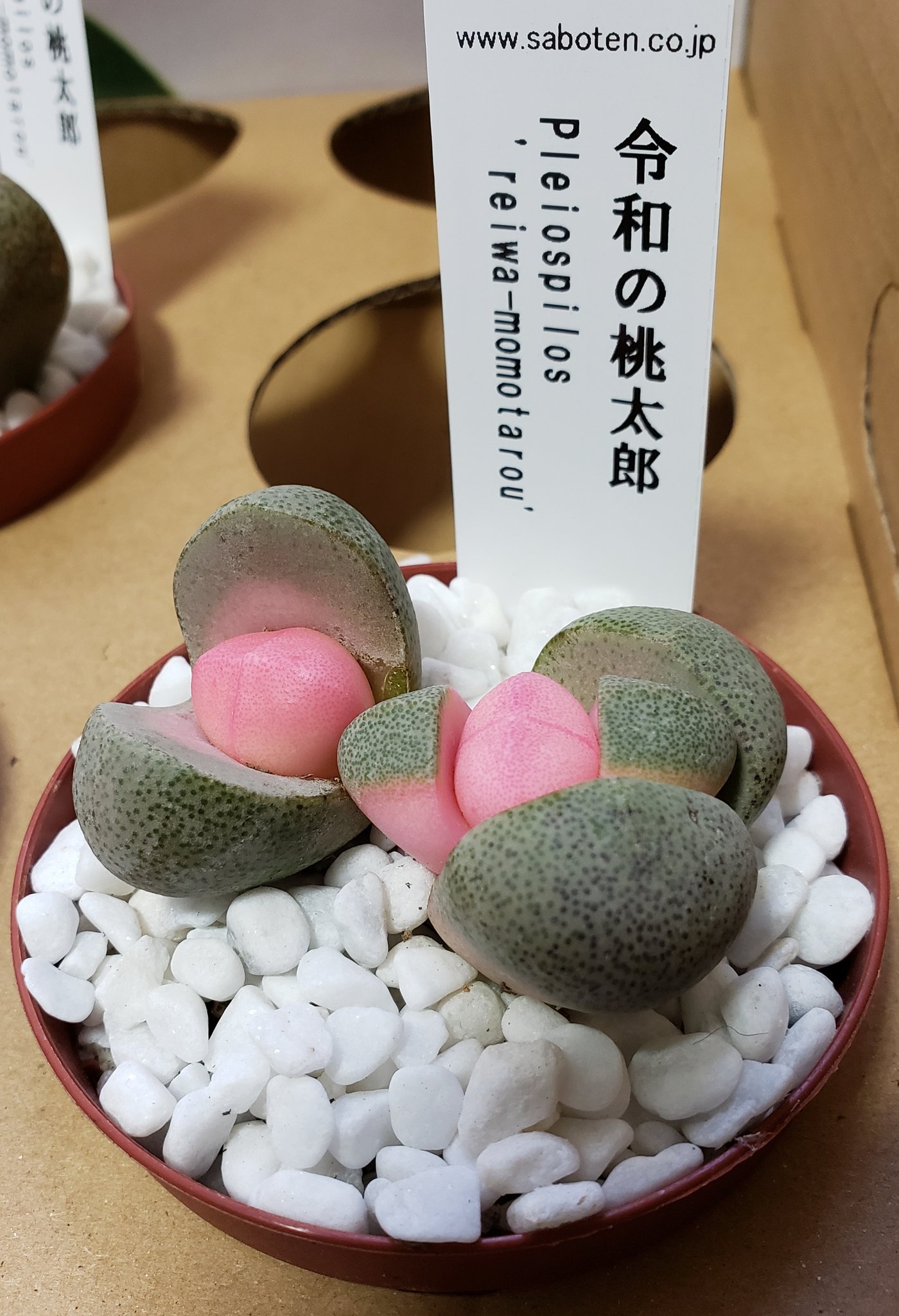 とちぎ花センター 公式 Twitterren とちぎ花センター 販売所 の 多肉植物 は 変わり種がいっぱい 令和の桃太郎 割れ卵 と 変わったネーミング これらは メセン リトープス属 プレイオスピロス 帝玉 脱皮する ユニークな形と色 見れば見るほど 気に