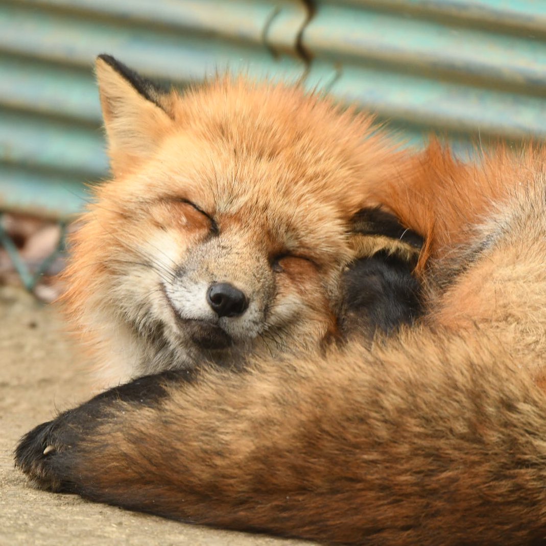 Foxssil(フォクシル) おきつね全国地図4/11ver公開しました！ tweet media
