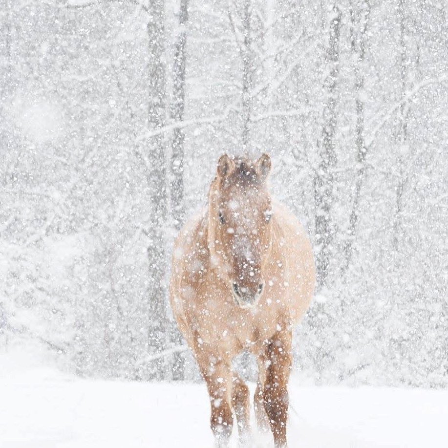 CheffCenter's tweet image. Cheff has CLOSED Thursday, February 13th due to weather and road conditions.  #snowday