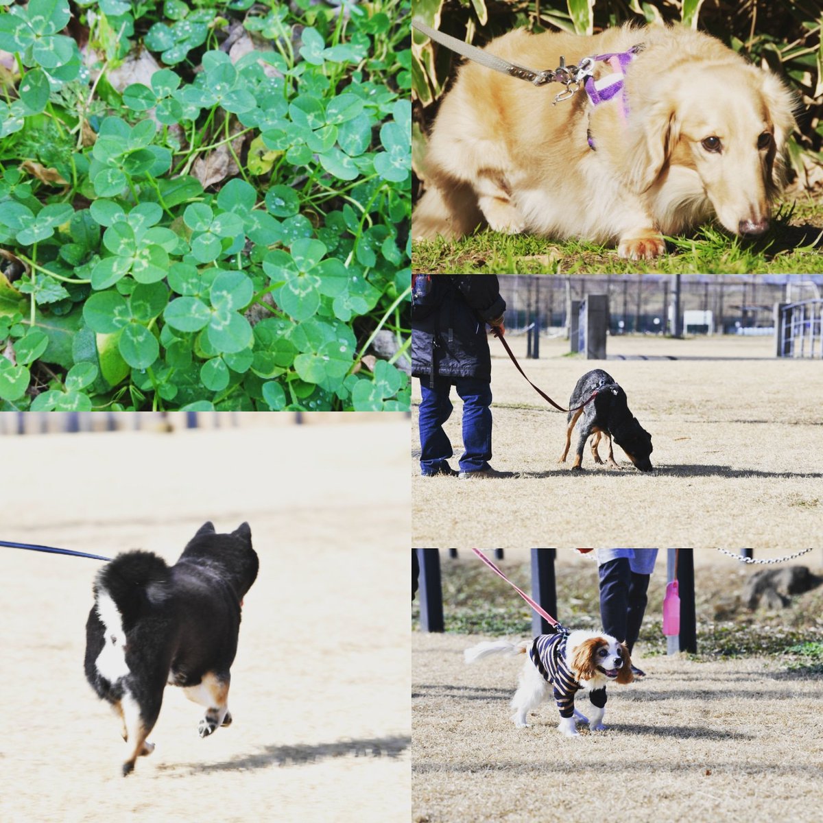 夏目真利子 V Twitter 自分の心に余裕があること これが一番じゃないかと思うの 犬は困らせようとか 仕返ししようとか 思うと思う 自分の気持ち次第 相手のせいにした方が 一時はほっとできたりする チャーリードッグスクール