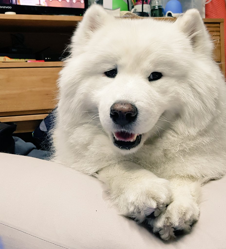 samoyed_boy_'s tweet photo. 뽀이뽀이뽀이뽀이
#Samoyed #Dogs #사모예드 https://t.co/a0fc8X3r1R