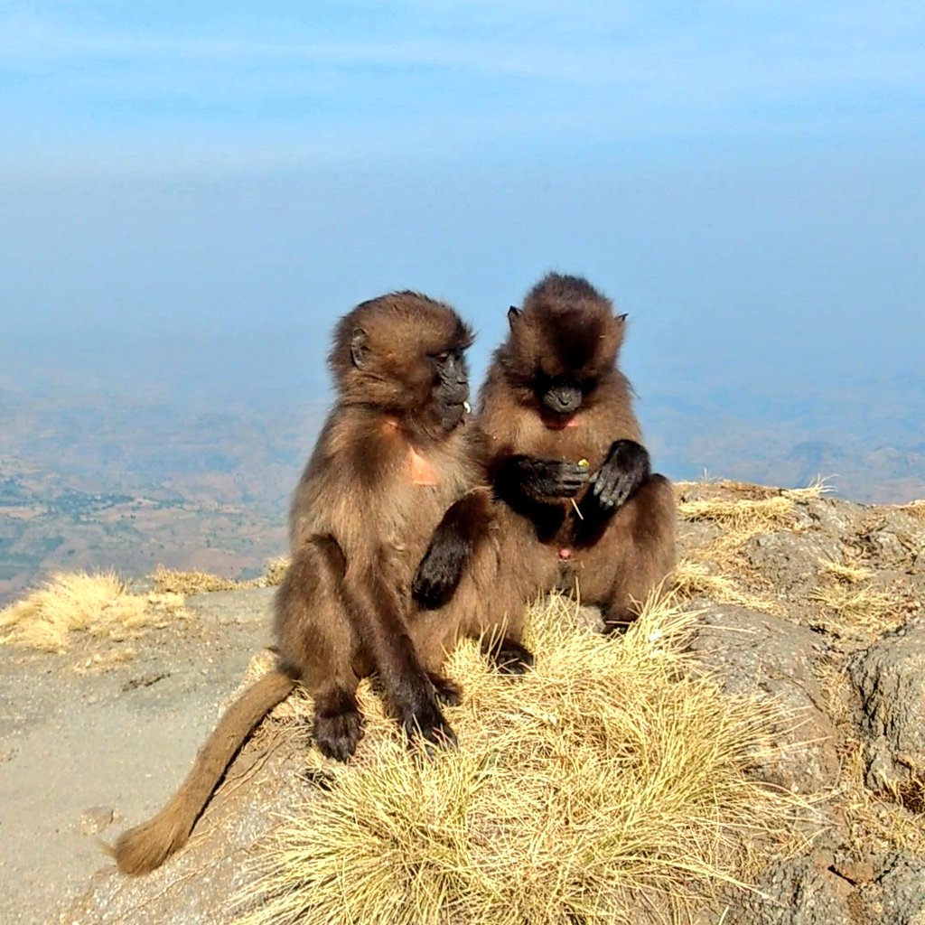 scarrera11's tweet photo. Rise and shine! ๐
Juvenile #geladas are often the first ones up in the morning. I wish I had their energy ๐
#geladagroupie #yearwithgeladas #smgrp #simienmountains #theropithecusthursday #isitfridayyet https://t.co/NPHfRXmeDU