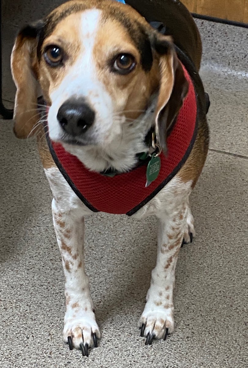 BFVCInpatient's tweet photo. Olly has the most beautiful eyes! https://t.co/xvr9ZUI1Ai
