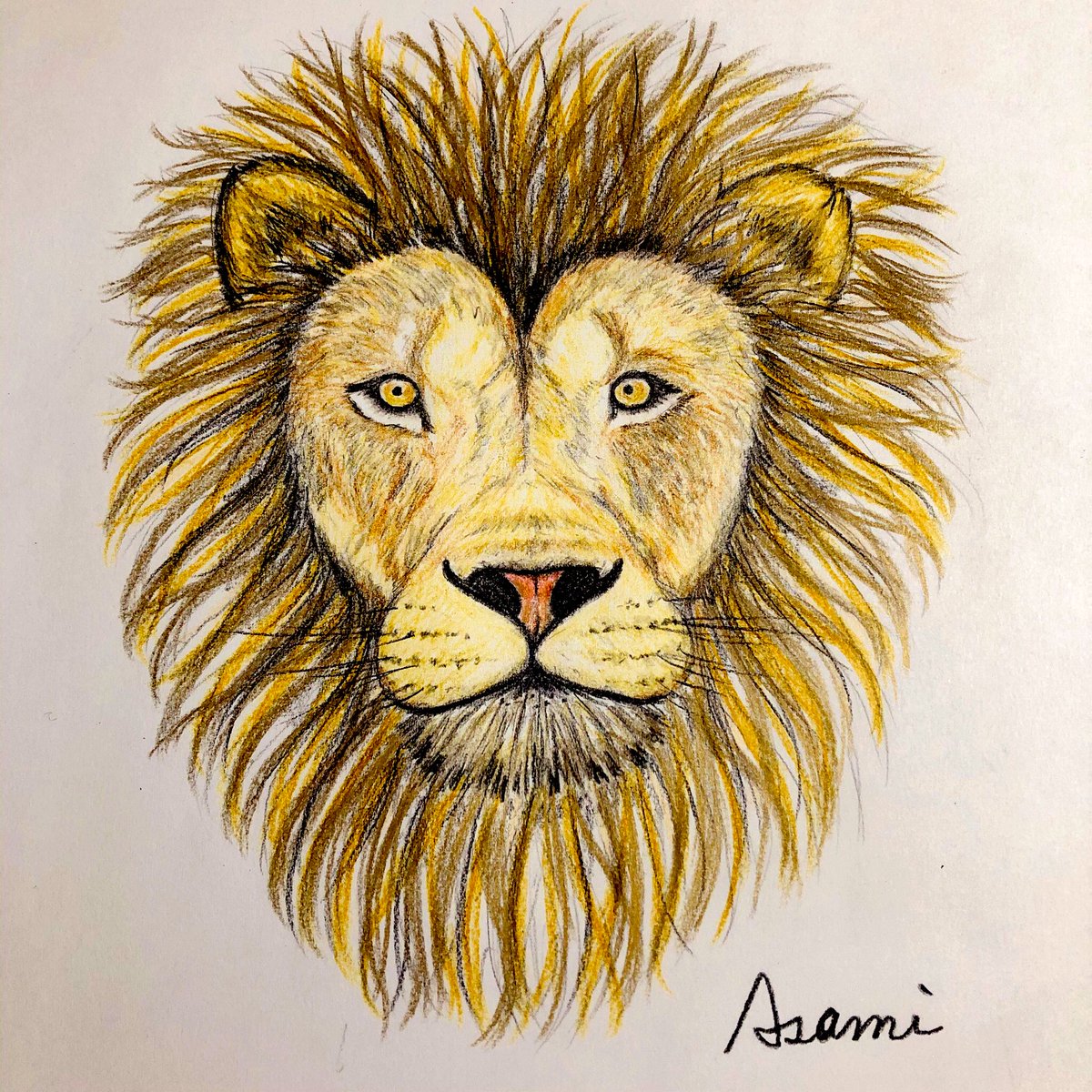 あさみ ライオン イラスト 絵 色鉛筆 色鉛筆画 アナログイラスト ライオン イラスト好きさんと繋がりたい 絵描きさんと繋がりたい