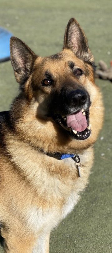 Turns out Dylan did not get adopted as expected a couple weeks ago...so he ended up back with me for a couple days of fostering.  Which has turned into a week.  Which is well on the way to becoming a forever deal. He’s a walking ad for #vegasshepherdrescue. #GSD #Serendipity