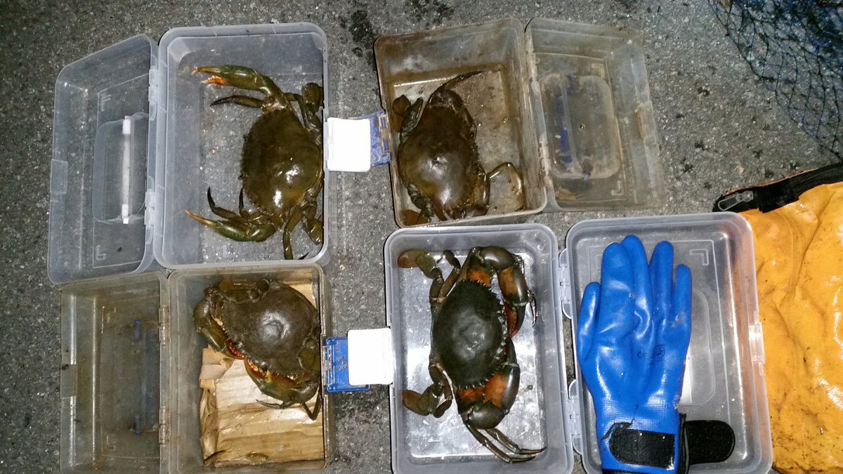 ノコギリガザミ 食べ方