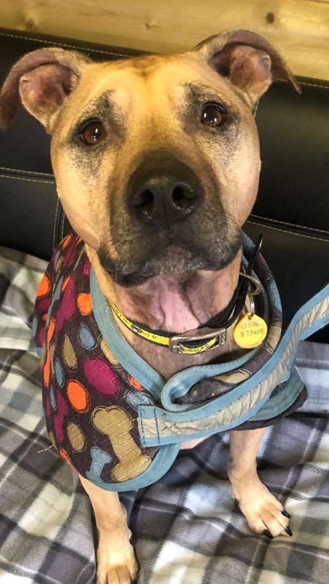 Lottie 🐶is a sweet and loving 🥰 girl who adores her favourite people... she is looking for someone who can provide her with lots of TLC ❤️ #AdoptDontShop #adogisforlife #DogsofTwittter #dogs #dogsofinstagram #adorable #ThursdayMotivation #TLC #staffielove #dogstrust