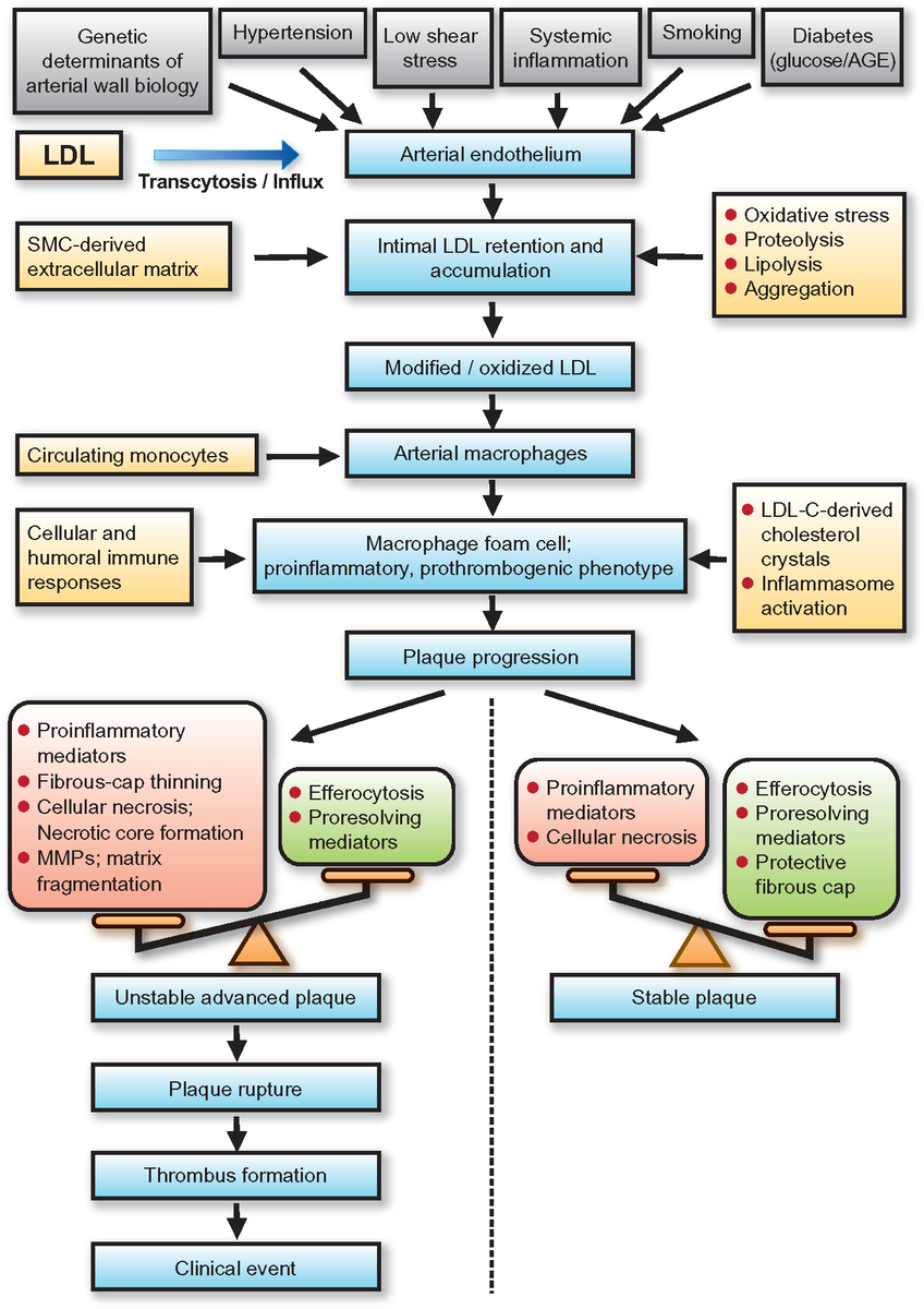 In case you didn't know, LDL particles cause atherosclerosis. Now the <a href="/society_eas/">European Atherosclerosis Society</a> has just released very elegant state of the art paper summarizing the mechanistic features of atherosclerotic cardiovascular disease driven by LDL particles. 

academic.oup.com/eurheartj/adva…