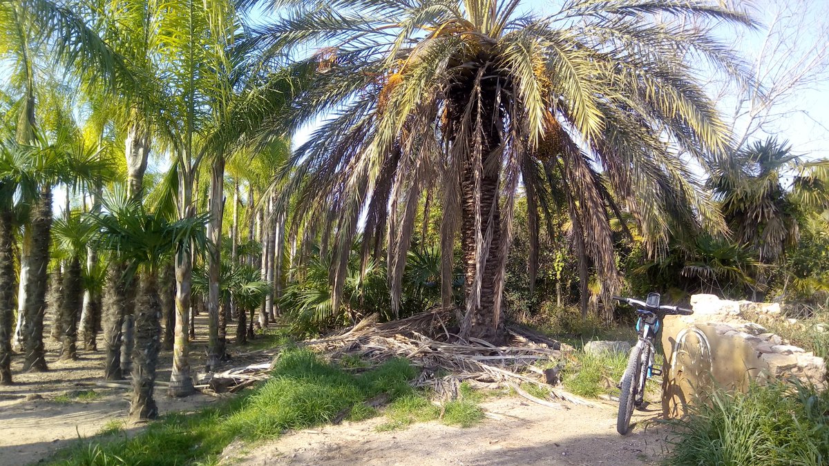 arbopalm's tweet photo. Low profile management of a tree and palm nursery.
Containers underground.
Always inspect the root ball before planting. No long term surprises.
#Treebikeride https://t.co/G1xy5dMIyt