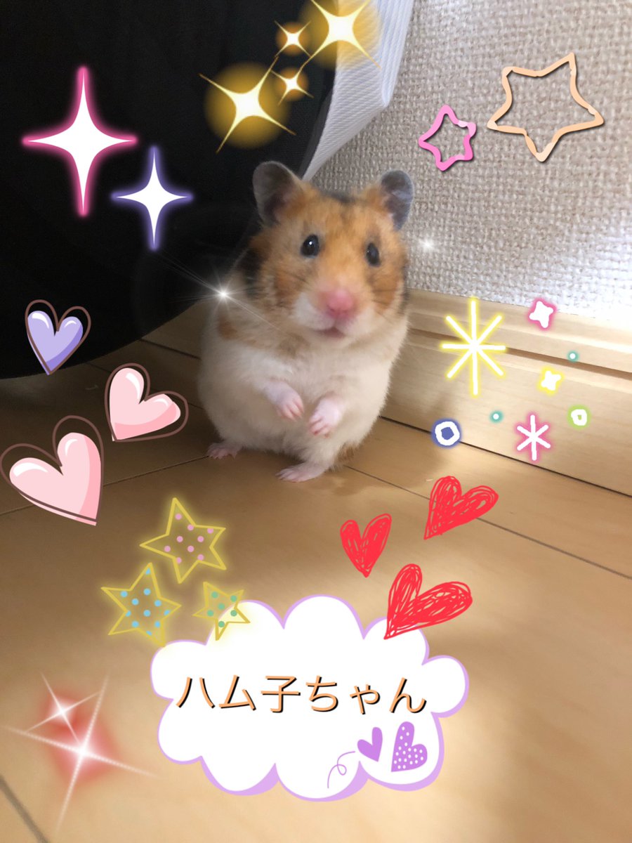 ハムカツファミリー tweet media