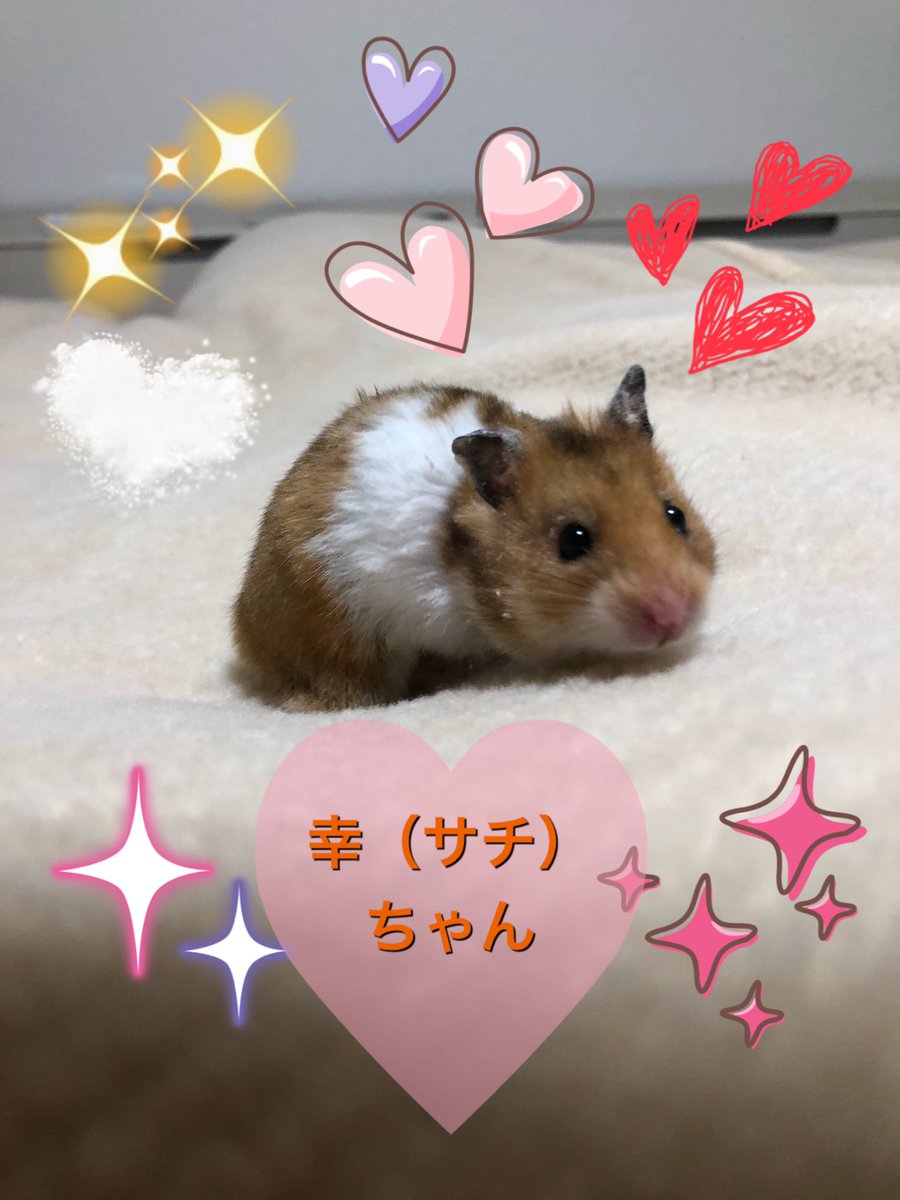 ハムカツファミリー tweet media