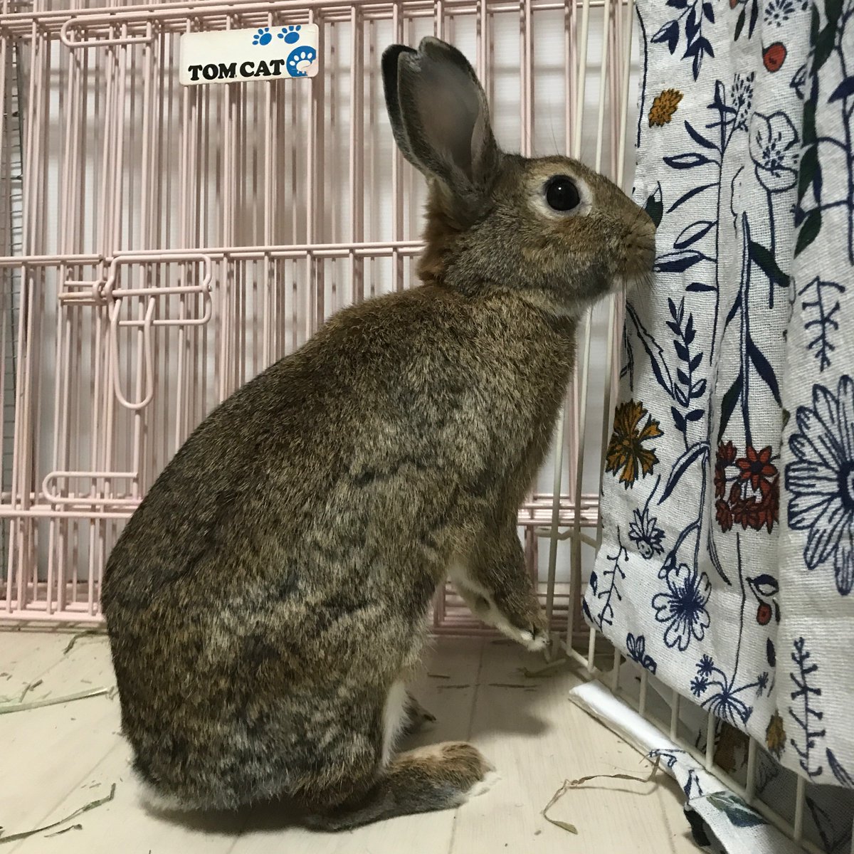 まルく ウサギデザイン 保護うさぎ ルイくん 僕だってもっとお写真載せてほしいわけ それはそれは失礼しました 心室中隔欠損症 ルイくん 心臓の穴が塞がらないかな 塞がらなくても元気ならよし だるまうさぎレスキュー ウサギ まルく ウサギデザイン 保護うさぎ ルイくん 僕だってもっとお写真載せてほしいわけ それはそれは失礼しました 心室中隔欠損症 ルイくん 心臓の穴が塞がらないかな 塞がらなくても元気ならよし だるまうさぎレスキュー ウサギ