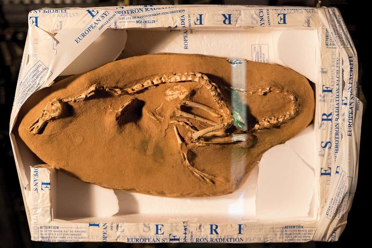 The smuggled Mongolian dinosaur fossil that seemed too good to be true bit.ly/37iYCPG