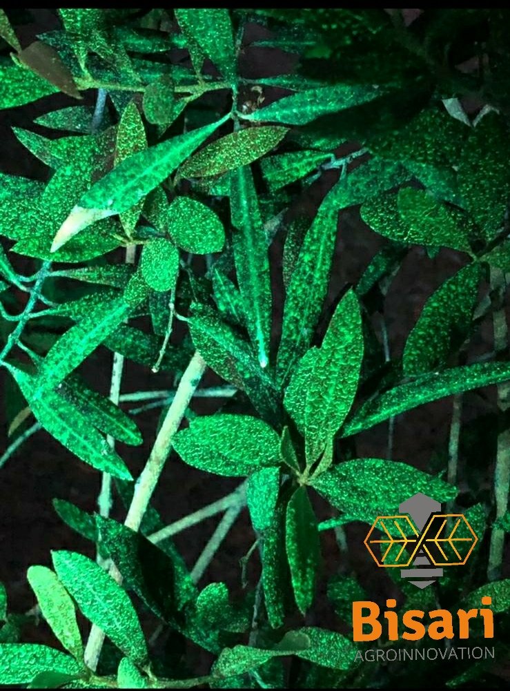 La tecnología #electroestática permite una cobertura en hoja perfecta y unos ahorros importantes en cada aplicación #foliar. Si quieres conocer más, consúltanos 👉tecnico@bisari.es
#agrosostenibilidad #sostenibilidadagricola #agrotech