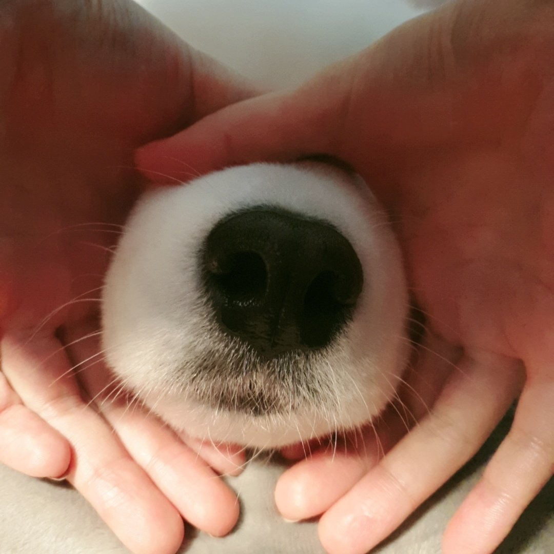 polarsom's tweet image. 찹쌀왕코