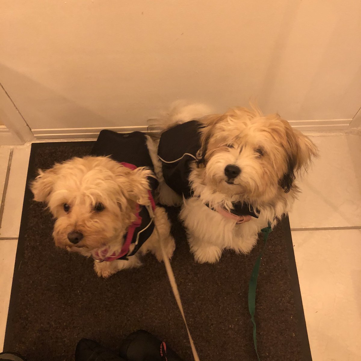 BurlingtonGolf tweet media