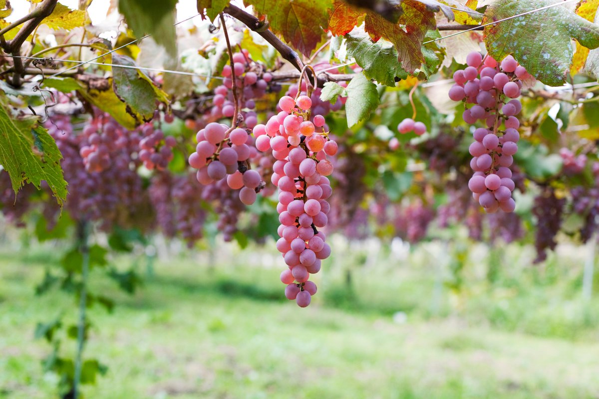 Your Tuesday plans sorted: take in a guided tasting of six different Koshu wines with @VagabondWines in Canary Wharf vagabondwines.co.uk/events/koshu-w…