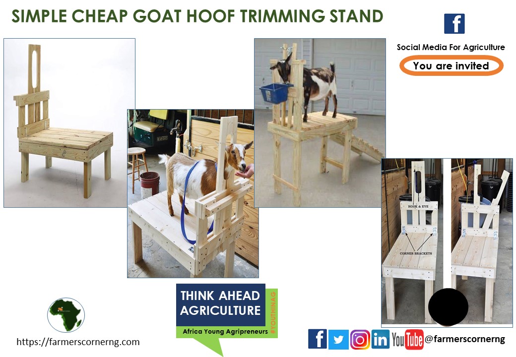 farmerscornerng's tweet photo. SIMPLE CHEAP GOAT HOOF TRIMMING STAND
Simple goat hoof trimming stand can be a ranch aid when feeder is attached.
Tag a friend
#thinkaheadag #youthinag #mobileag #farmers #ranch #goat #hoof #meat #milk #manure #food #foodsecurity #foodies #feed #africa #simple #farmerscornerng https://t.co/rAZhQ4DSxY