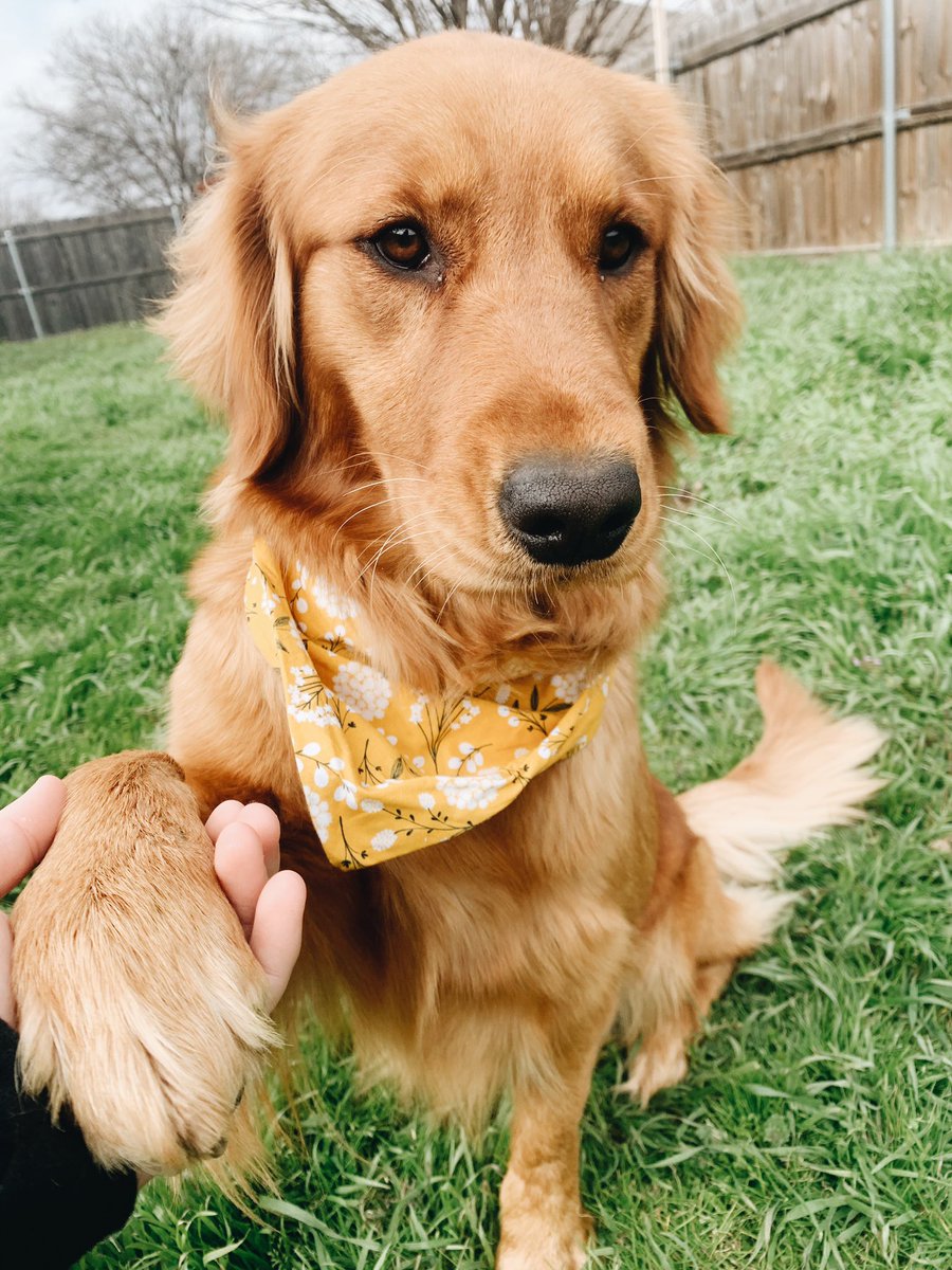 lex_rutter's tweet photo. Golden Retriever missing in Burleson, TX. Last seen near Burleson high school last night!! $100 REWARD. https://t.co/mwo8GBxFYp