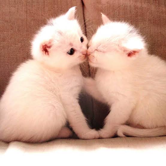 Сестренка кошка. Два милых котенка. Милые котята. Котята вместе. Котики любовь.