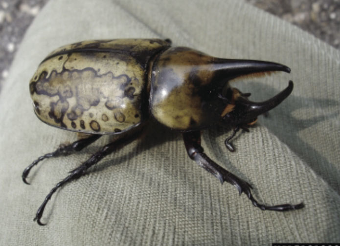 VTCals's tweet photo. When Ruby Turner encountered these in her firewood, she asked @VT_Entomology and her local #VirginiaCooperativeExtension office to identify the unusually large creepy-crawlies. 

What were they? Eastern Hercules Beetle larvae 😳 

Read more 👉 https://t.co/QSEcixwvaj

@VCE_news https://t.co/9Lnes4goqf