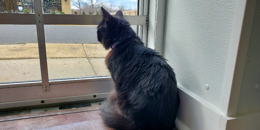 What's Tina doing? She's wondering if you're coming to visit her today during adoption hours at the Milltown Adoption Center! Stop by today between 5-7 PM and give this floofy girl a pet. #AdoptDontShop #BlackCatsRule