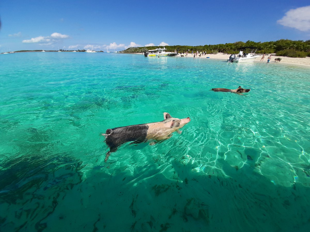 IslandRoutes's tweet photo. Happiness is spending the day on our Swimming Pigs Adventure! Drop an emoji in the comments if this is #BucketList goals! 🐷 🇧🇸 #LiveFunner
📍 Exumas, #Bahamas https://t.co/dDjtSd7Zz7