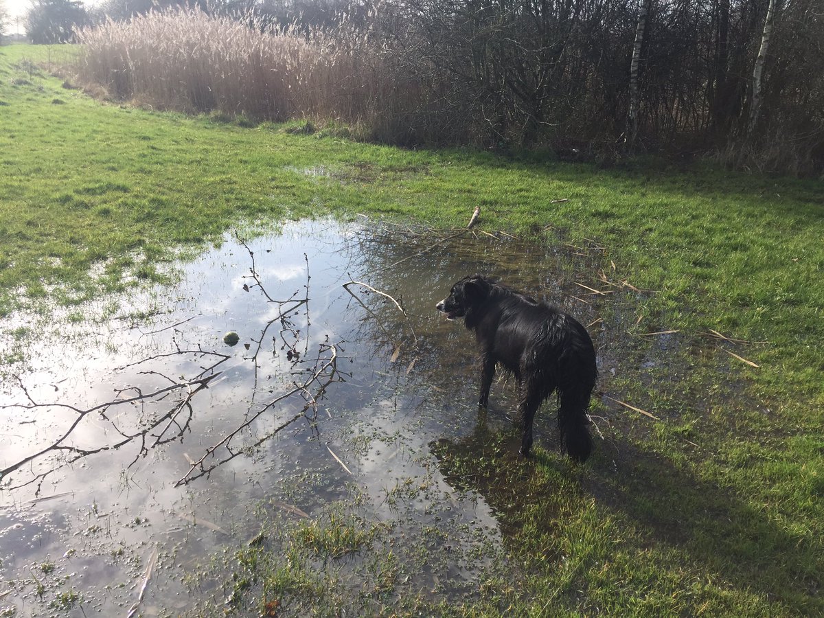 BorderReggie's tweet photo. Ooooh the dilemma.... get the ball or not ... I got the ball AND a bath 🤪🐾 #bigpuddle #dogwalking #thursdayvibes #bordercolliesofinstagram  #DogsofTwittter https://t.co/IuqJ5xSilp