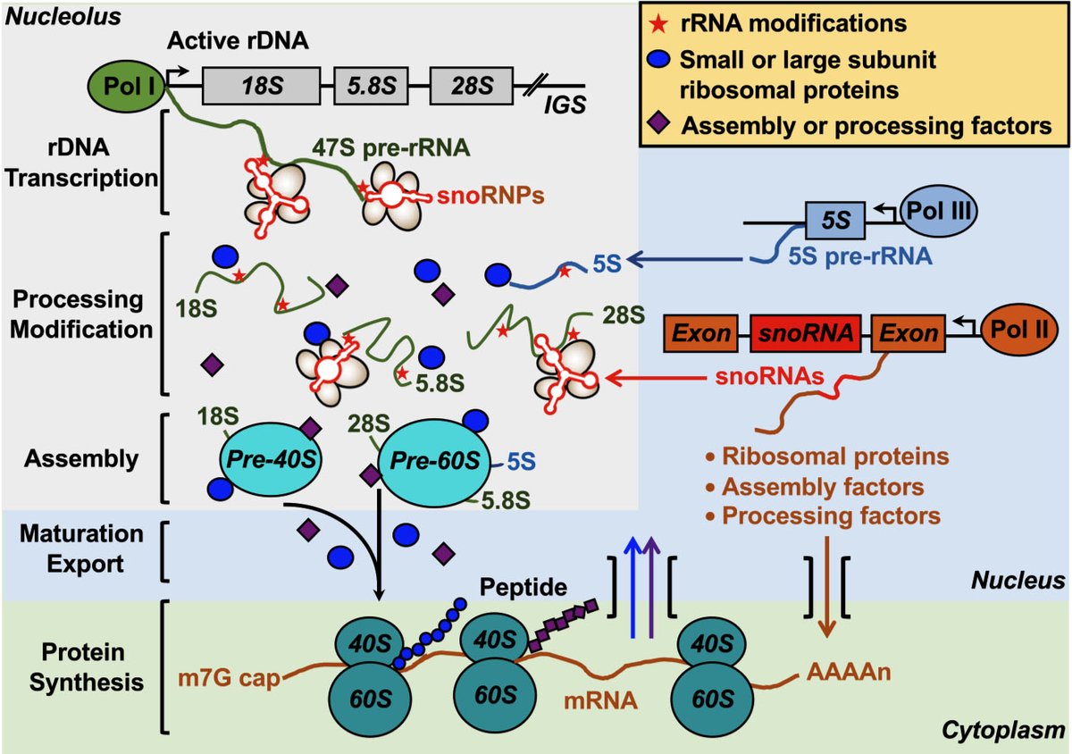 In this Review, Kim et al. discuss the importance of PARP family members and ADPRylation in gene regulation, mRNA processing, and protein abundance. @UTSWNews #GDSpecialIssue
genesdev.cshlp.org/content/early/…