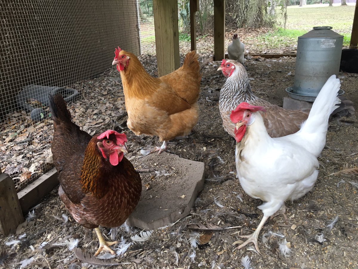 Gainesville psychologist Jan Snyder, Ph.D. raises chickens outside her private practice. This month she sold her chickens' eggs and donated the proceeds to Haven! Read the story here: ow.ly/Lozw50ykWVh. Haven thanks Dr. Snyder and her egg customers for the support.