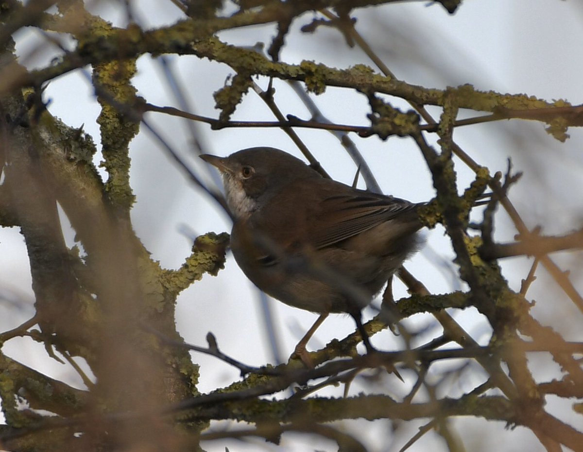 Not the best photos but this is the overwintering Common Whitethroat at Westbury STW @Natures_Voice @RareBirdAlertUK @BirdwatchExtra @britishbirds #whitethroat @WildlifeTrusts @WiltsWildlife