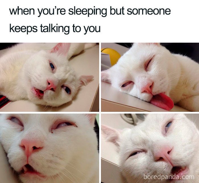 AndrewsLivv's tweet photo. I found this meme and I thought it was very fitting for our Sleeping and Dreaming class. #sjcsleep20 https://t.co/HZ7F5fNf9M