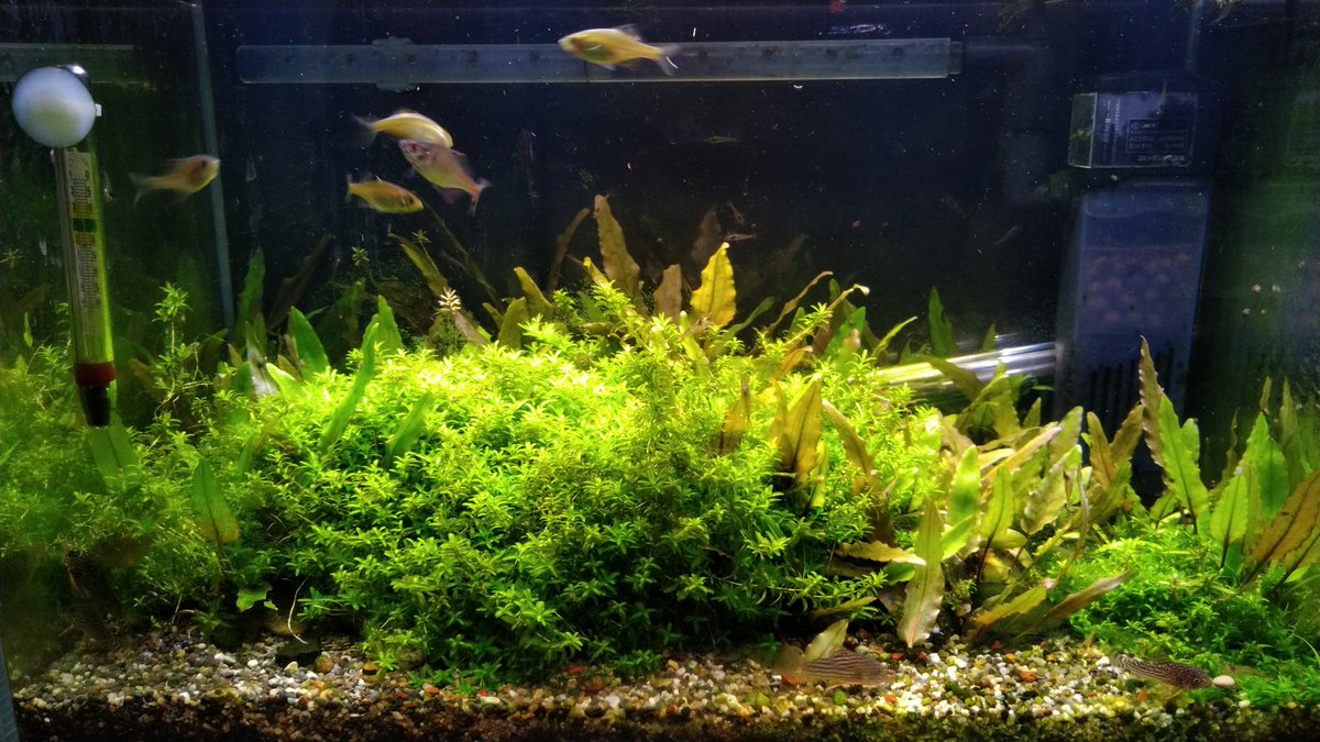 Wu Luft Ekko喜歡養什麼魚呢 照顧得好好喔 看綠意盎然的水草缸 紅藍相間的紅蓮燈群游著好不悠哉啊 順便附上我家的小缸45cm 沒有co2水草有點營養不良 鼠魚是我家最愛 台灣石鮒是宜蘭撈到的 Wu Luft Ekko喜歡養什麼魚呢 照顧得好好喔 看綠意盎然的水草缸 紅藍相間的紅蓮燈群游著好不悠哉啊 順便附上我家的小缸45cm 沒有co2水草有點營養不良 鼠魚是我家最愛 台灣石鮒是宜蘭撈到的