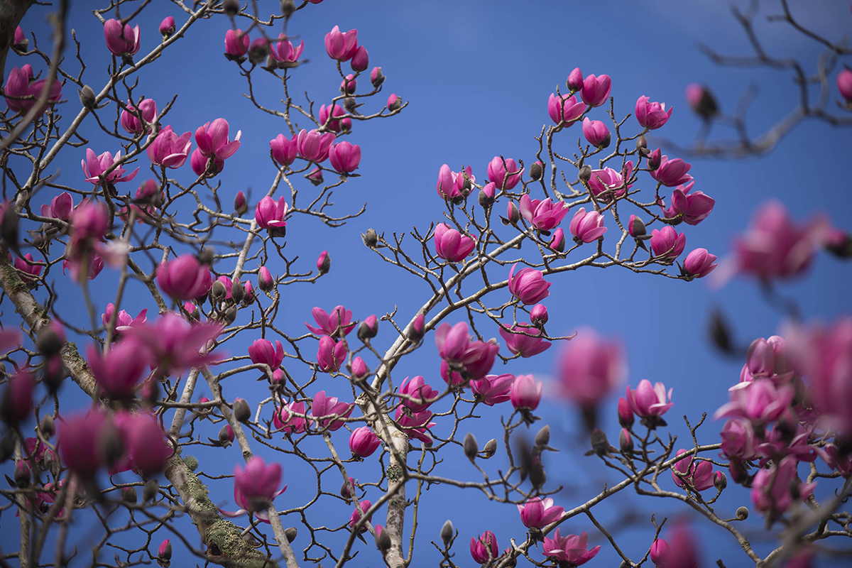 Gr8Gardens's tweet photo. The magnolias are still flowering in #Cornwall. Despite the recent storms 4 of the 6 champion trees are already in full flower. The 300 target is expected very soon and Cornwall's Spring Story will announce #spring has arrived in England - find out more https://t.co/ODlWQKrXQ0 https://t.co/50K2daagso