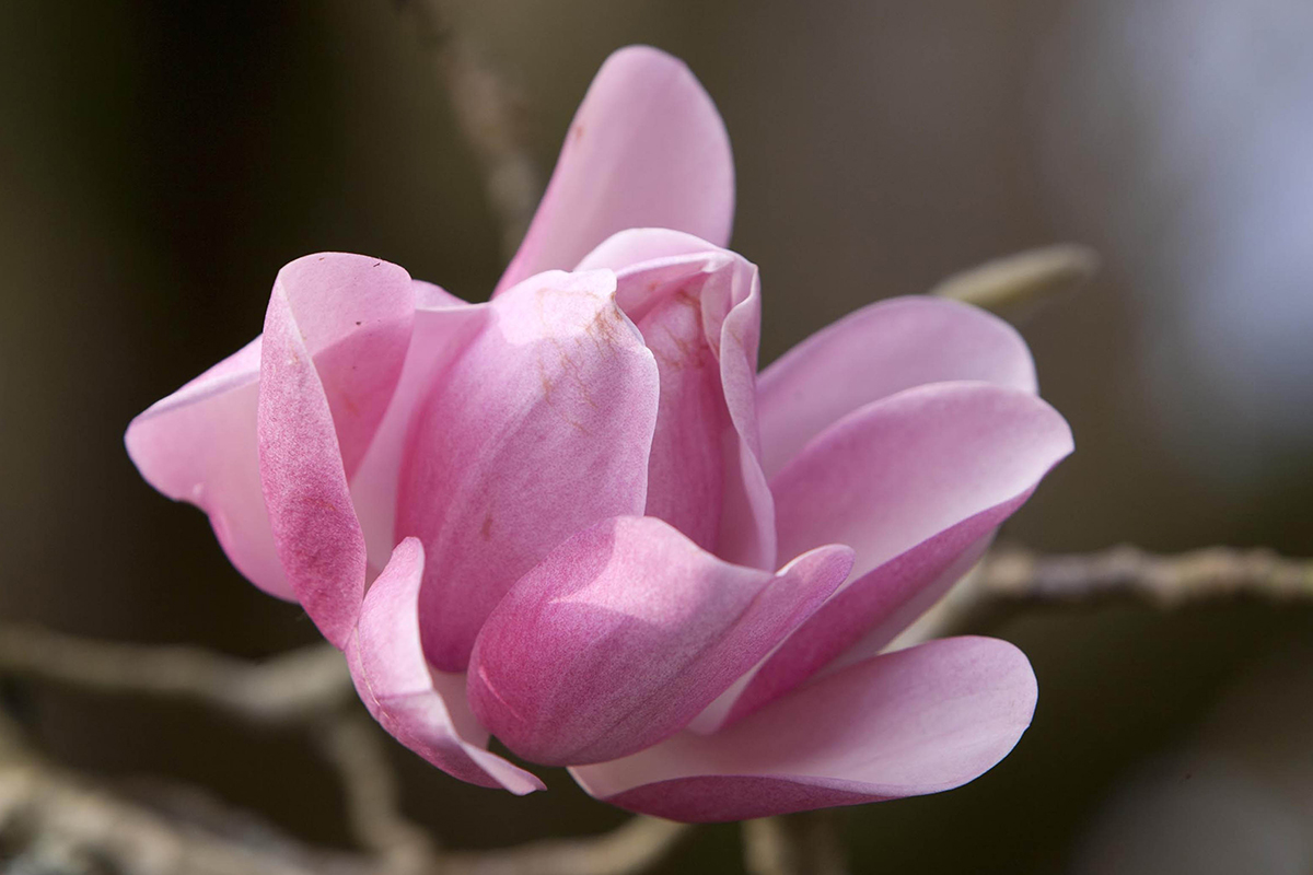 Gr8Gardens's tweet photo. The magnolias are still flowering in #Cornwall. Despite the recent storms 4 of the 6 champion trees are already in full flower. The 300 target is expected very soon and Cornwall's Spring Story will announce #spring has arrived in England - find out more https://t.co/ODlWQKrXQ0 https://t.co/50K2daagso