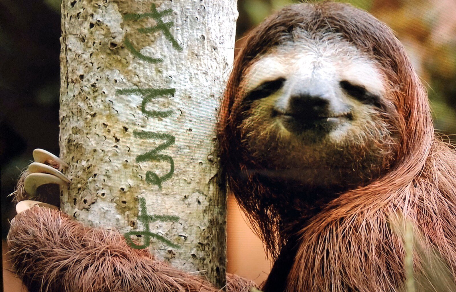 ナマケモノ研究所 The Sloth Research Center ずっと使っていなかったアカウントを ナマケモノ専用にします ここから日本のナマケモノブームを作るのだ T Co Gkuifantw8 Twitter