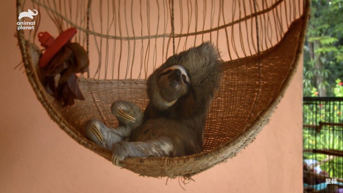 ナマケモノ研究所(The sloth research center)🦥 tweet media