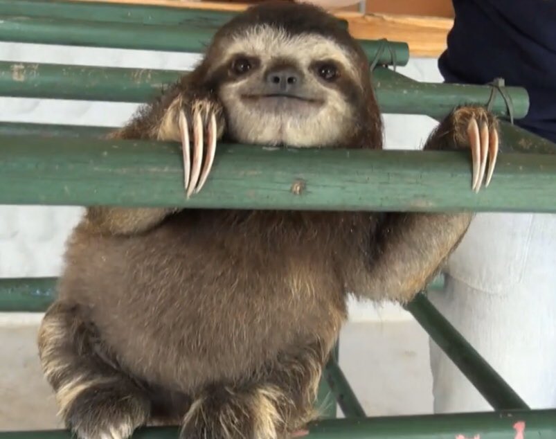 Posts with replies by ナマケモノ研究所(The sloth research center