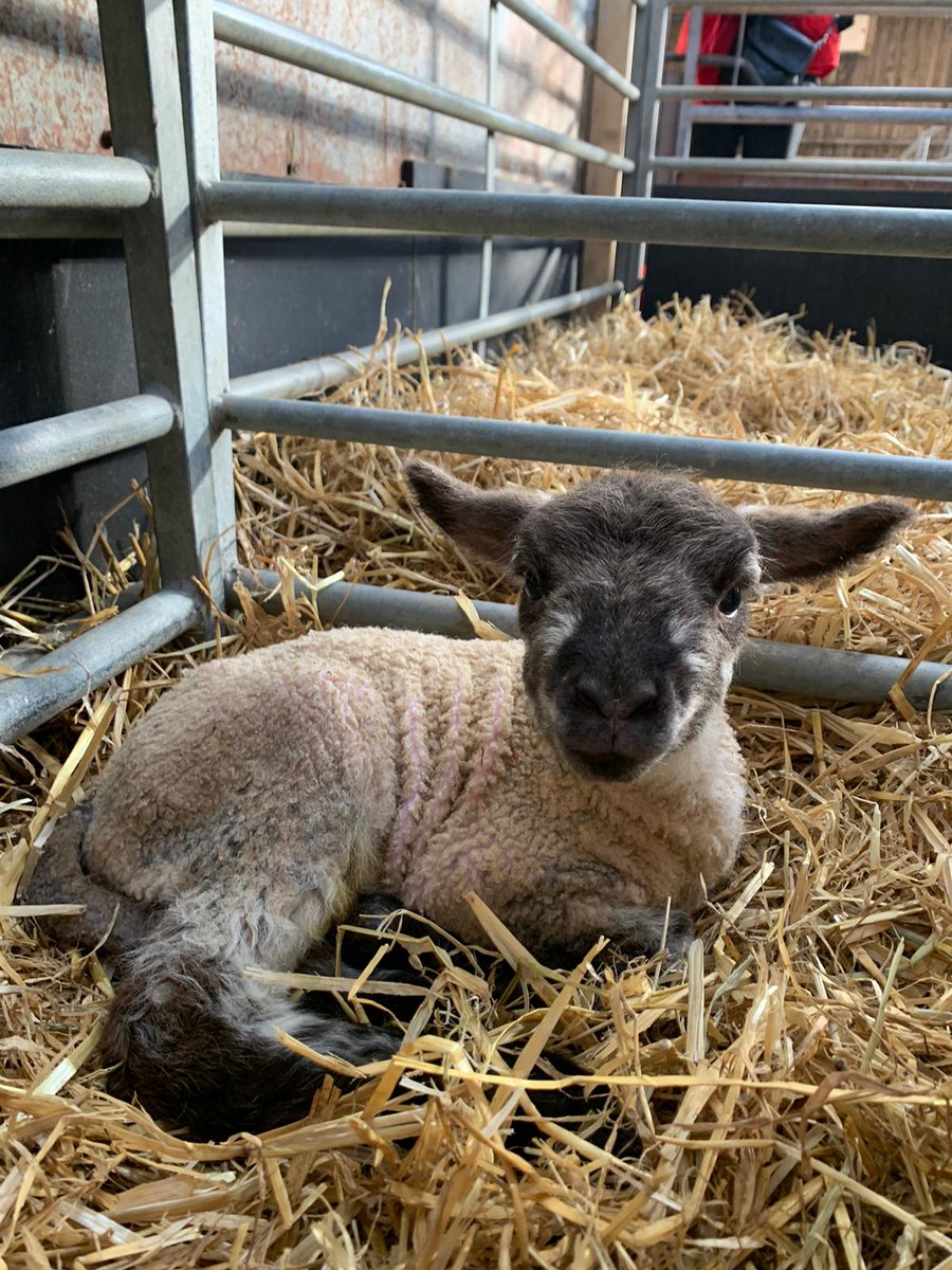 Mead Open Farm tweet media