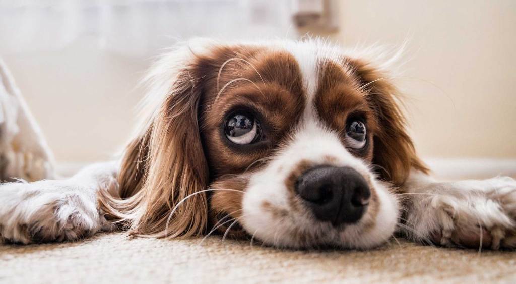 Rest_Express's tweet image. How to Remove Dog Wee Stains and other uses for Oxalic Acid Crystals.
#restexpress #oxalic #oxalicacid #stains #stainremoval #dogwee #wood #woodenfloor #woodstain #beehives #varroa #inkstains #winestains restexpress.co.uk/blog/how-to-re…