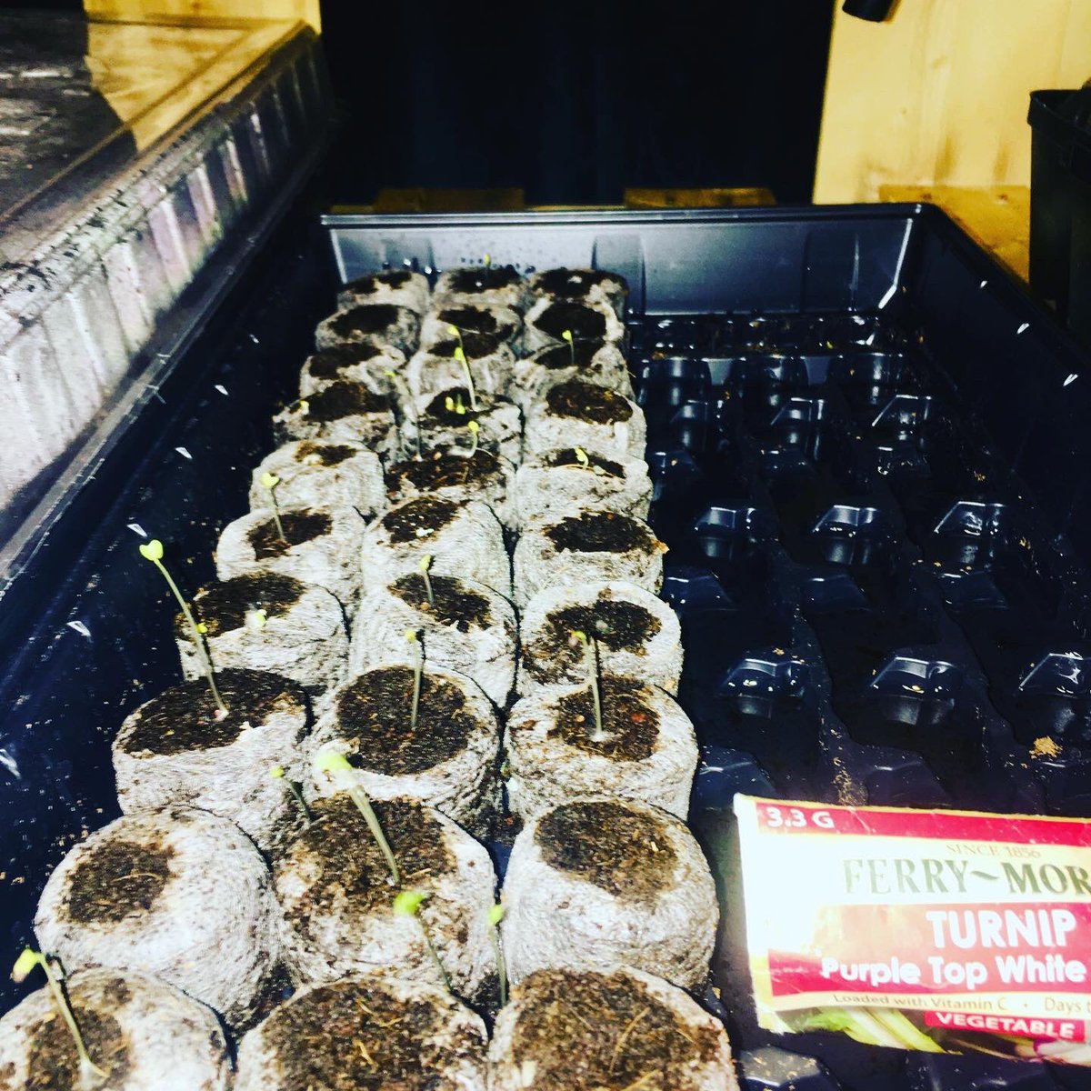 coylpoitier's tweet image. Our indoor #seedling #garden setup is coming together at our #office!!

I’M SO EXCITED!!!  @fawccas 

#seedlingfarm #seedstarting #turnip #turnips #turnipgreens #peppers #vegetables #urbanagriculture #urbanfarming #hydroponics