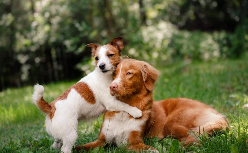 Llegó otro #perro a casa. Leer más en: bit.ly/2SJiTsm 
#FelizJueves #FelizJuevesATodos #dogs #pets