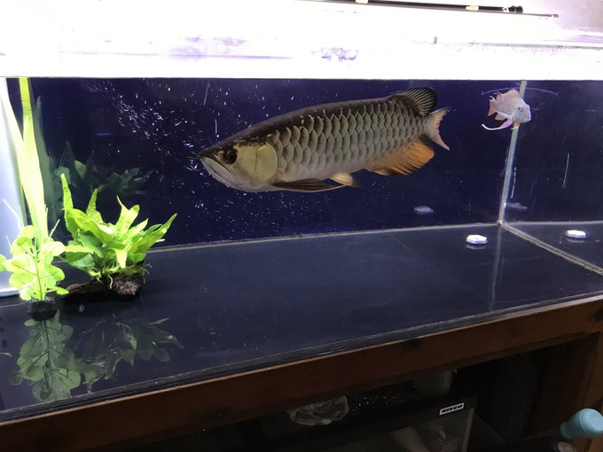 アロワナの飼育で必要な水槽サイズとレイアウトをプロが徹底解説 Wicture ウィクチャ