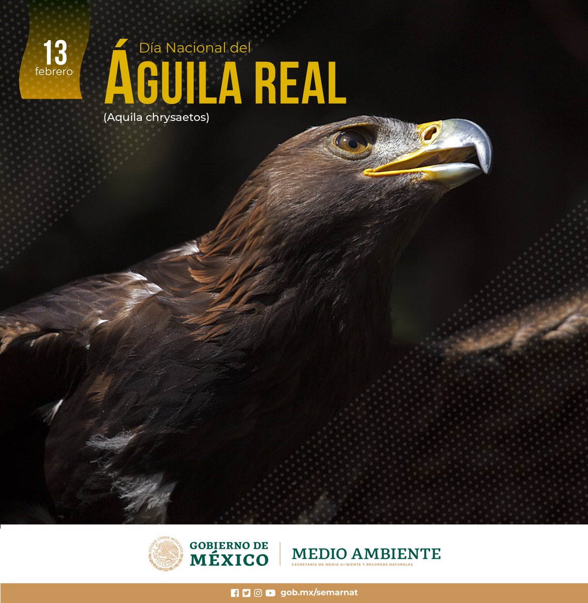 SEMARNAT_mx's tweet image. ✨Hoy es el #DíaDelÁguilaReal, símbolo del honor, la fuerza y el valor del pueblo mexicano. 🇲🇽🍃 En el #SectorAmbiental trabajamos en su conservación. 🍃💚✨