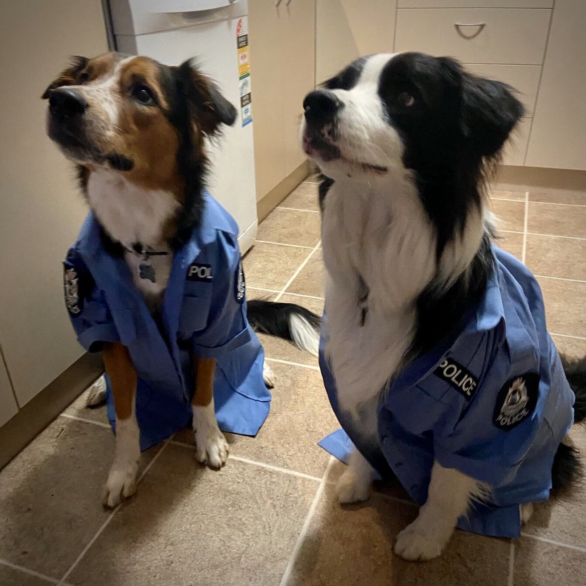 CopHumourAus's tweet photo. Our newest recruits PD Bailey and PD Badger wish you all a Happy Valentine’s Day! 😍❤️

#badboysbadboyswhatchagonnado
#stopinthenameoftheaww
#beepboopthesnoot https://t.co/RUjT3rHKZq